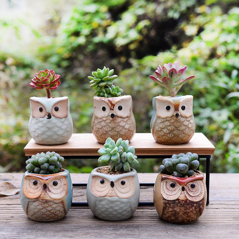 6-piece Mini Owl Pots