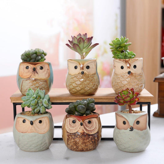 6-piece Mini Owl Pots